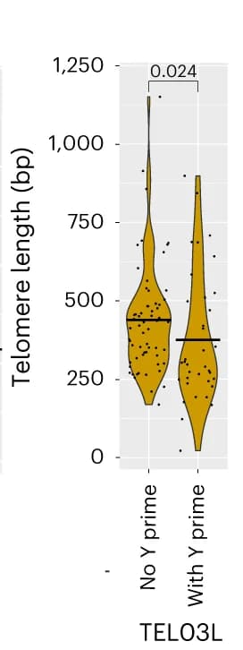 Open access visualization of Violin Plot, Box Plot, Raincloud Plot, Crossbars, TEL03L Mean Lengths