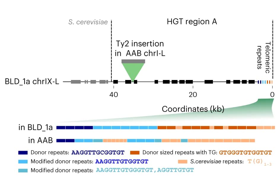 Open access visualization of Illustration, Region A, Torulaspora Species, BLD_1a Strains, AAB Strains