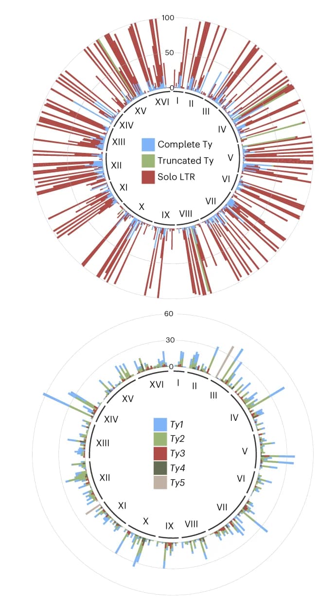 Open access visualization of Bar Plot, Clustered, Chromosomal Repartition, Transposable Elements, De Novo Assembled Genomes