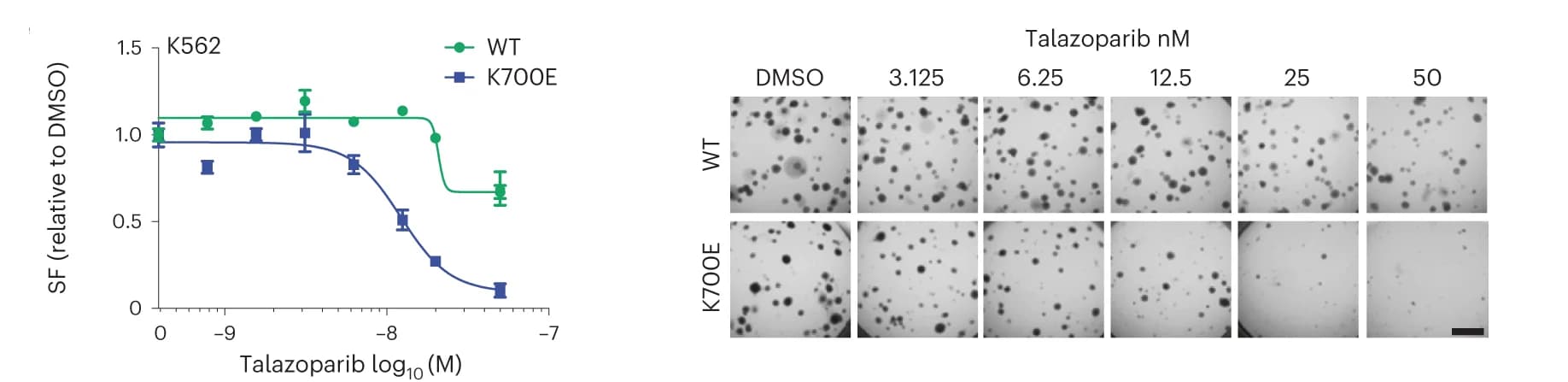 Open access visualization of Line Plot, Error Bars, Photo, Clonogenic Assay, Dose-Response Curves