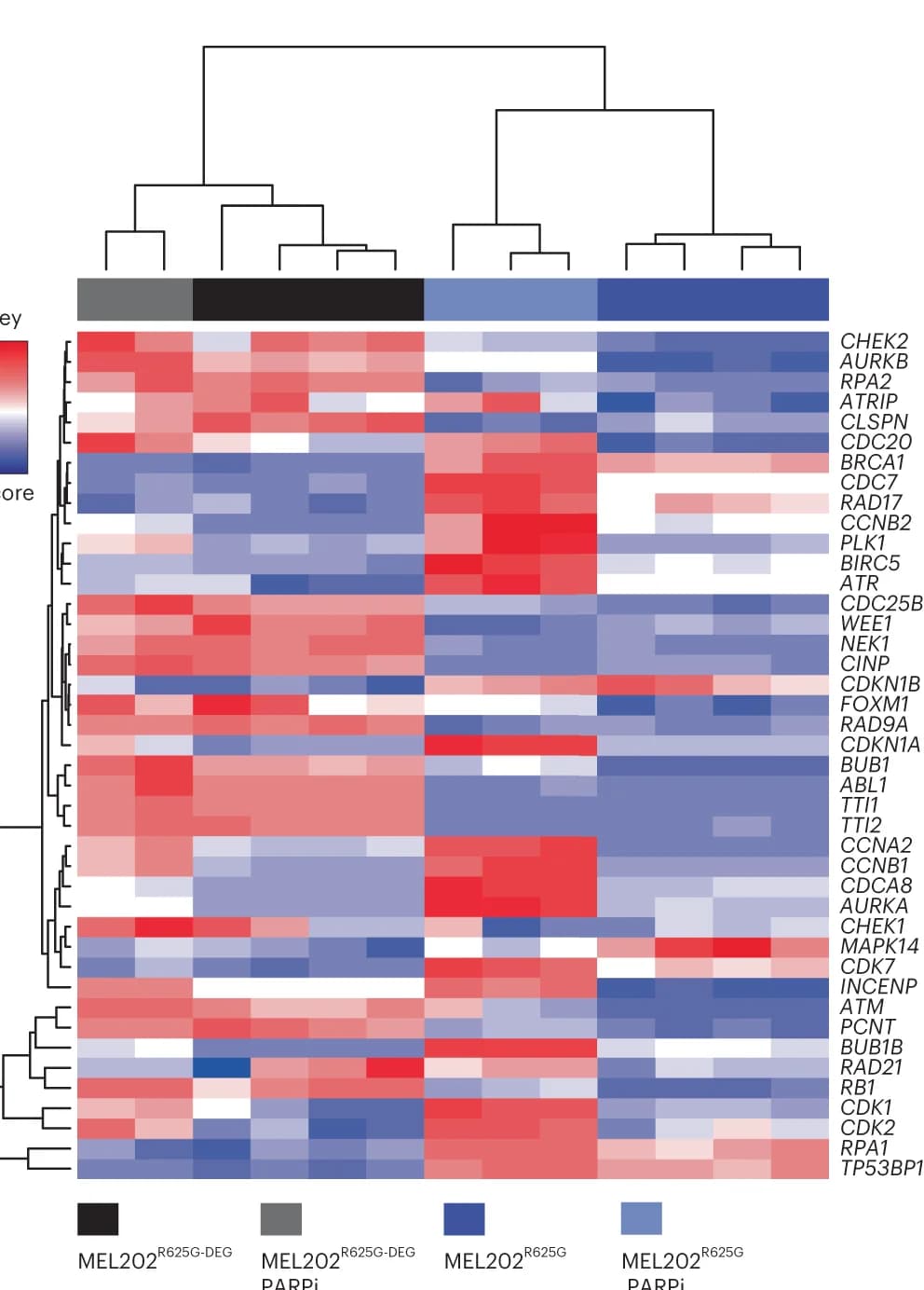 Open access visualization of Heatmap, Clustered, Hierarchical Clustering, Proteins, Samples
