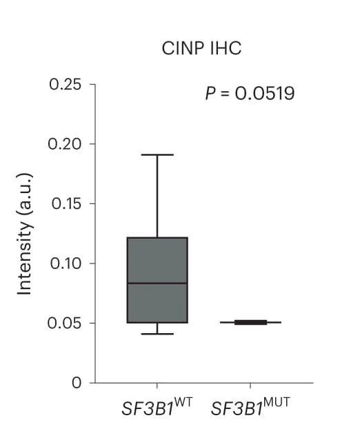 Open access visualization of Box Plot, Box and Whiskers Plot, Digital Quantification, CINP IHC, SF3B1 MUT