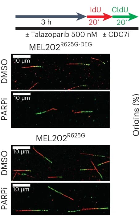 Open access visualization of Microscopy, Fiber Assay, Talazoparib, IdU, CldU