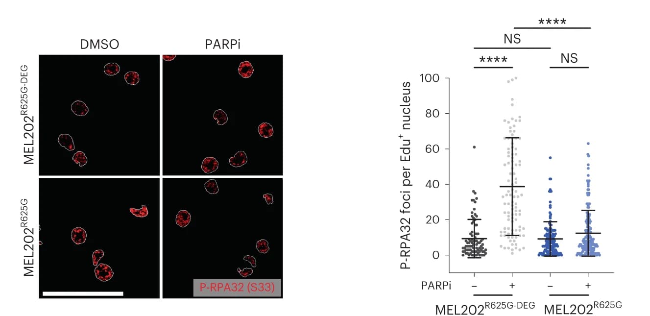 Open access visualization of Scatter Plot, Error Bars, Immunofluorescence, Scatterplot, pRPA32 (S33) Foci