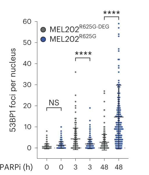 Open access visualization of Scatter Plot, Error Bars, Scatterplots, 53BP1 Foci, Nucleus