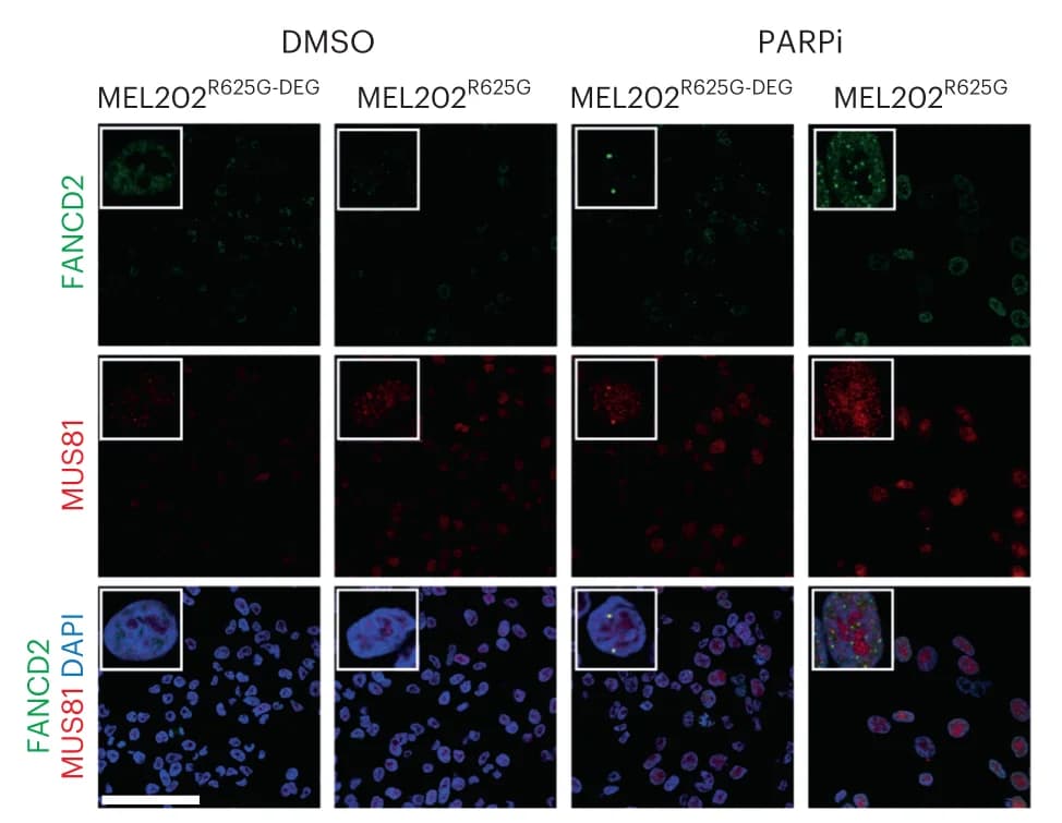 Open access visualization of Microscopy, Immunofluorescence Images, FANCD2 Foci, MUS81 Foci, Scatterplot
