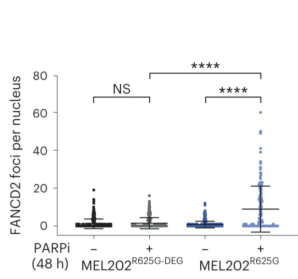 Open access visualization of Scatter Plot, Error Bars, Immunofluorescence Images, FANCD2 Foci, MUS81 Foci