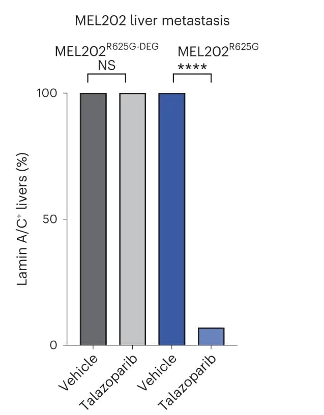 Open access visualization of Bar Plot, Mice, Human Lamin A/C Positive Cells, Liver Sections, Liver Metastasis