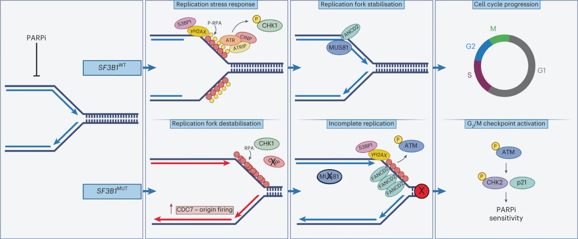 Open access visualization of Workflow, Illustration, PARPi, SF3B1 MUT cells, Replication Stress Response