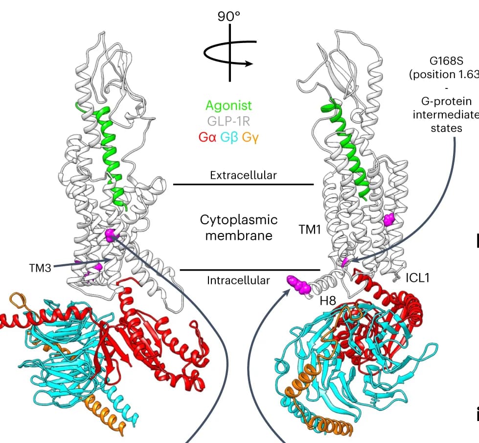 Open access visualization of Protein Structure, GLP-1R, Gs Complex, Agonist-bound, GLP-1R isoforms