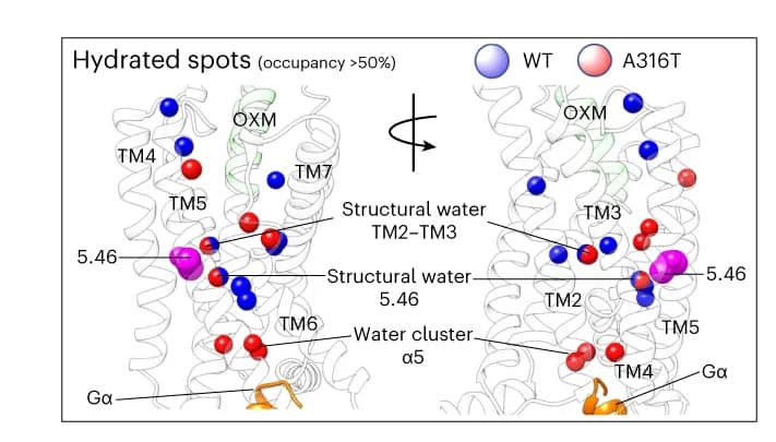 Open access visualization of Protein Structure, Water Molecules, TMD, GLP-1R WT, A316T