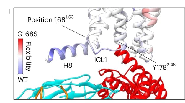Open access visualization of Protein Structure, Molecular Dynamics Simulations, GLP-1R isoform, S168G, ICL1