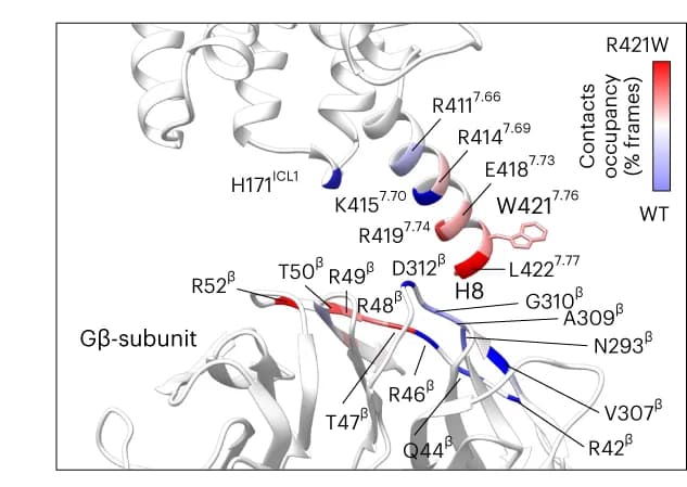 Open access visualization of Protein Structure, Gs, GLP-1R WT, W421R, Protein Interactions