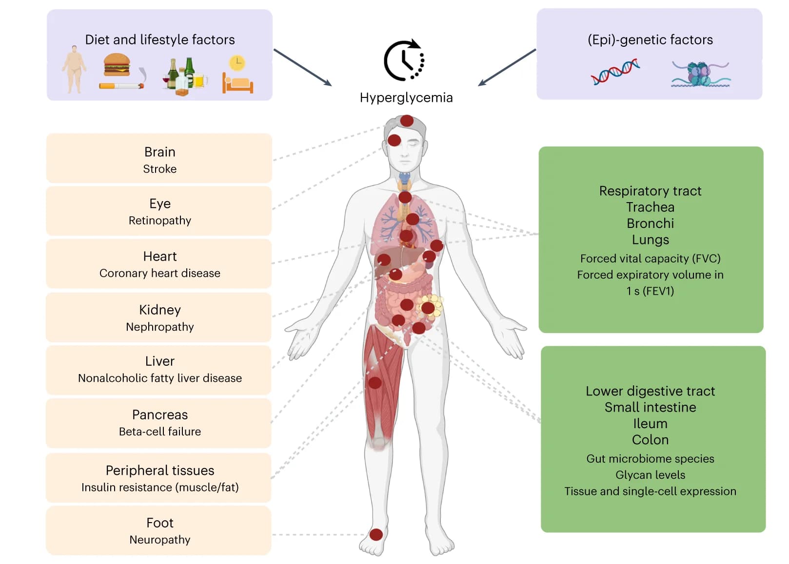 Open access visualization of Illustration, Workflow, Hyperglycemia, Lifestyle factors, Genetic factors