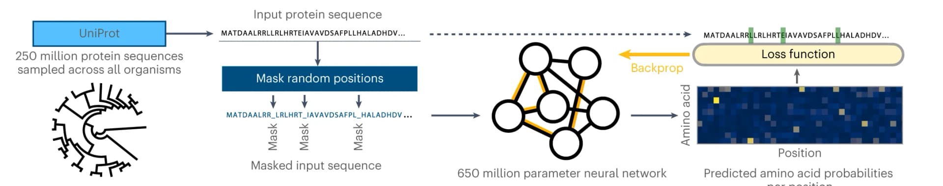 Open access visualization of Workflow, Flowchart, Protein Language Model, Protein Sequences, Masked Language Modeling