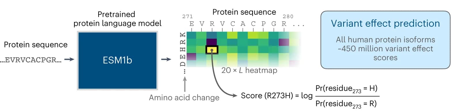Open access visualization of Heatmap, ESM1b Model, Amino Acid Sequence, Missense Variants, LLR