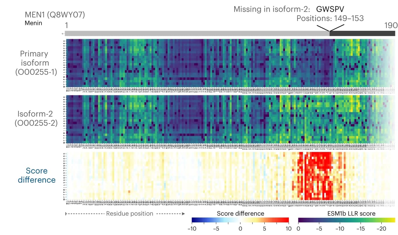 Open access visualization of Heatmap, Splicing Effect, Isoform, MEN1 protein, Variants