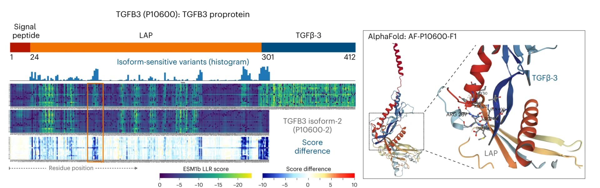 Open access visualization of Histogram, Heatmap, Protein Structure, Alternative Splicing, TGFB3 proprotein