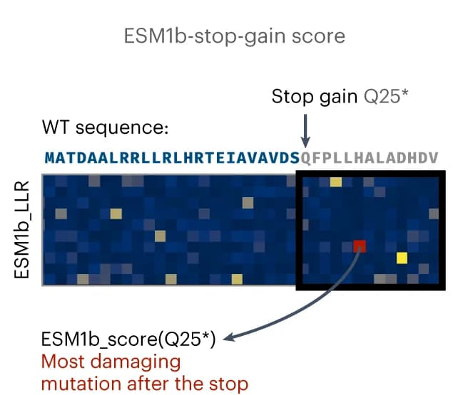 Open access visualization of Heatmap, Functional effect scores, Stop-gain variants, Missense variant, Protein