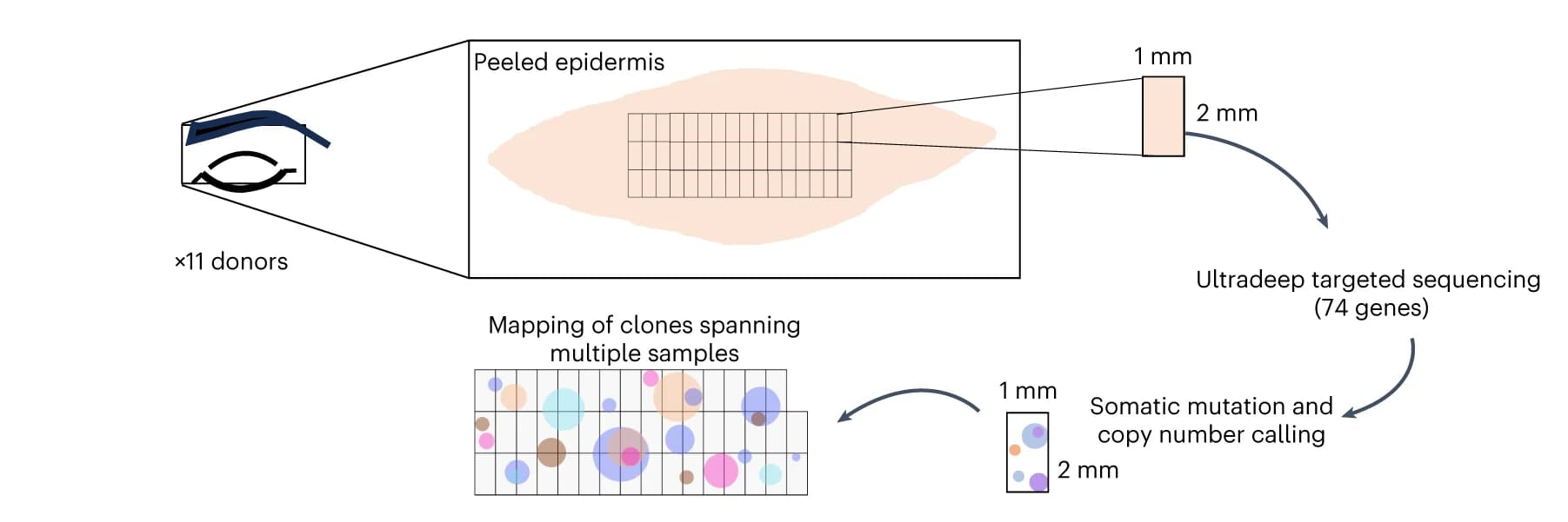 Open access visualization of Workflow, Illustration, Sampling Method, Clones, Epidermis