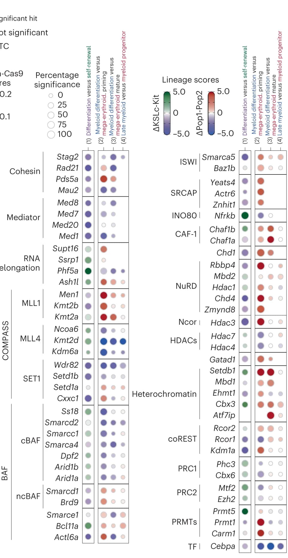 Open access visualization of Bubble Plot, Lineage Score, Chromatin Factors, Histone Deacetylase, Protein Arginine Methyltransferase