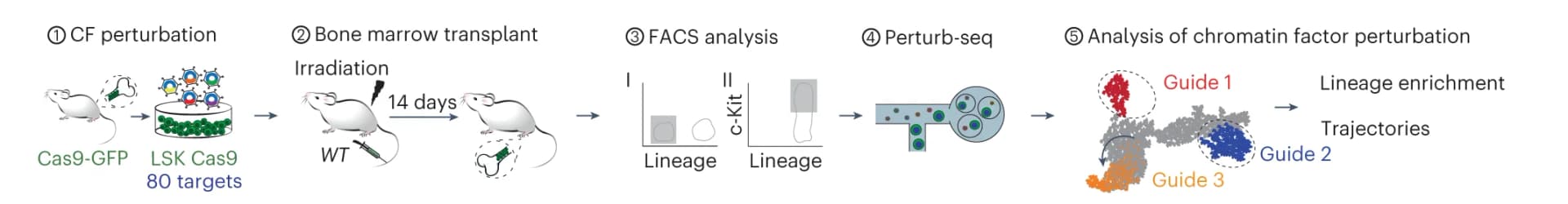 Open access visualization of Workflow, Scatter Plot, In vivo Perturb-seq, LSK Progenitors, Cas9-GFP mice