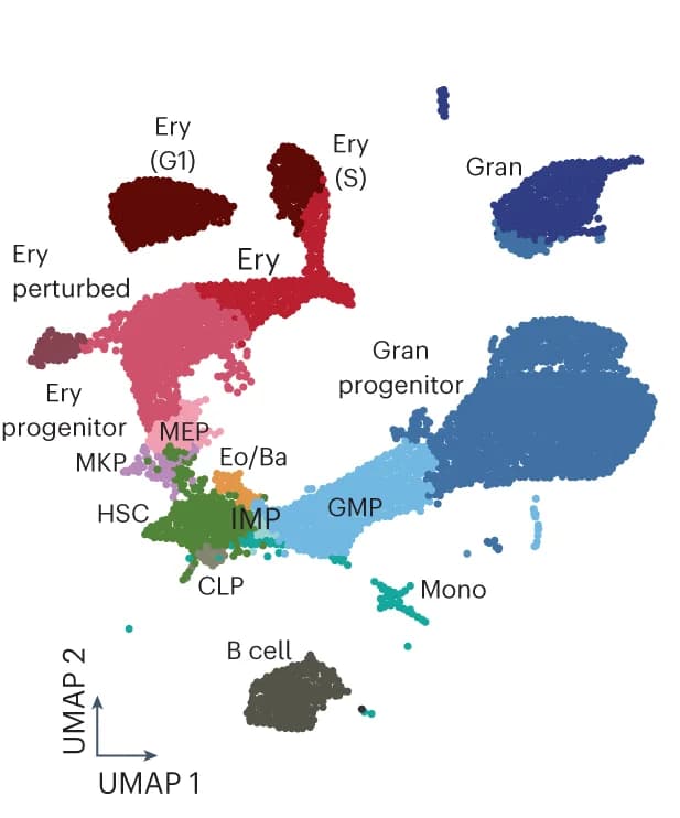 Open access visualization of UMAP, Uniform Manifold Approximation and Projection, Single-Cell Transcriptomes, Biological Replicates, Common Lymphoid Progenitor