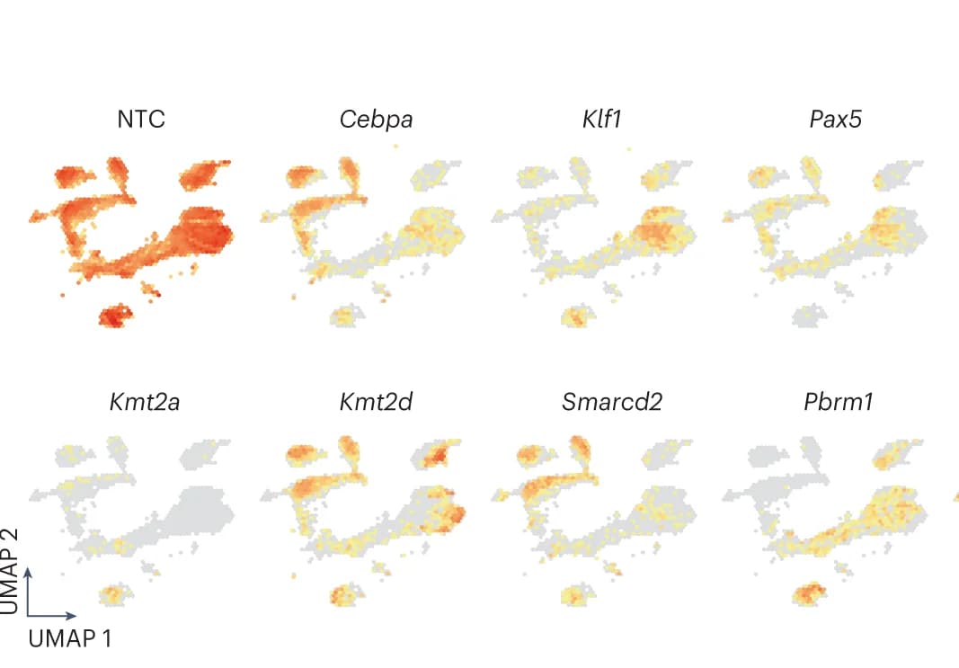 Open access visualization of UMAP, Unperturbed Cells, NTC sgRNAs, Specific Perturbations
