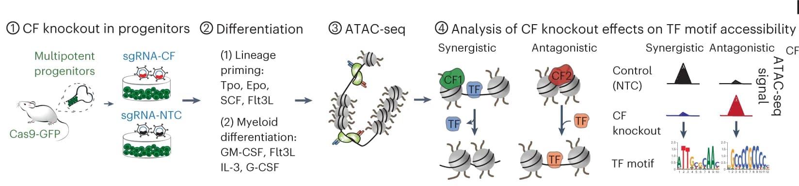 Open access visualization of Workflow, Illustration, LSK Progenitors, Cas9-GFP Mice, Chromatin Factor