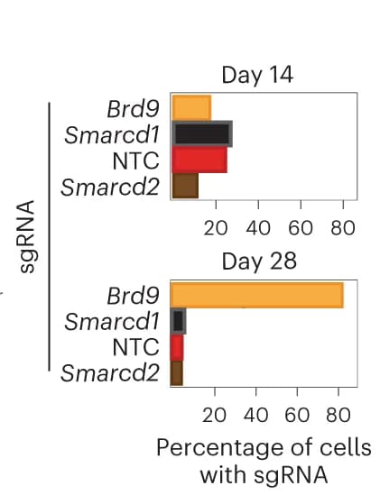 Open access visualization of Bar Plot, sgRNA, Cell Proportions, Transplant