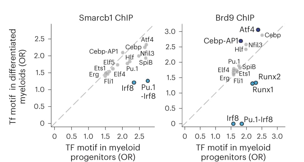 Open access visualization of Scatter Plot, Transcription Factor Motif Enrichment, HOMER, cBAF Sites, ncBAF Sites