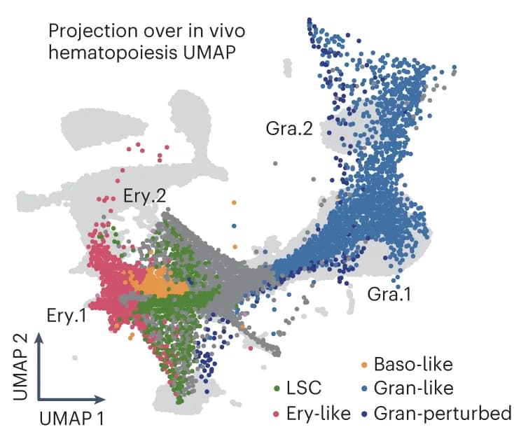 Open access visualization of Scatter Plot, UMAP, UMAP projection, Single-cell transcriptomes, Npm1c