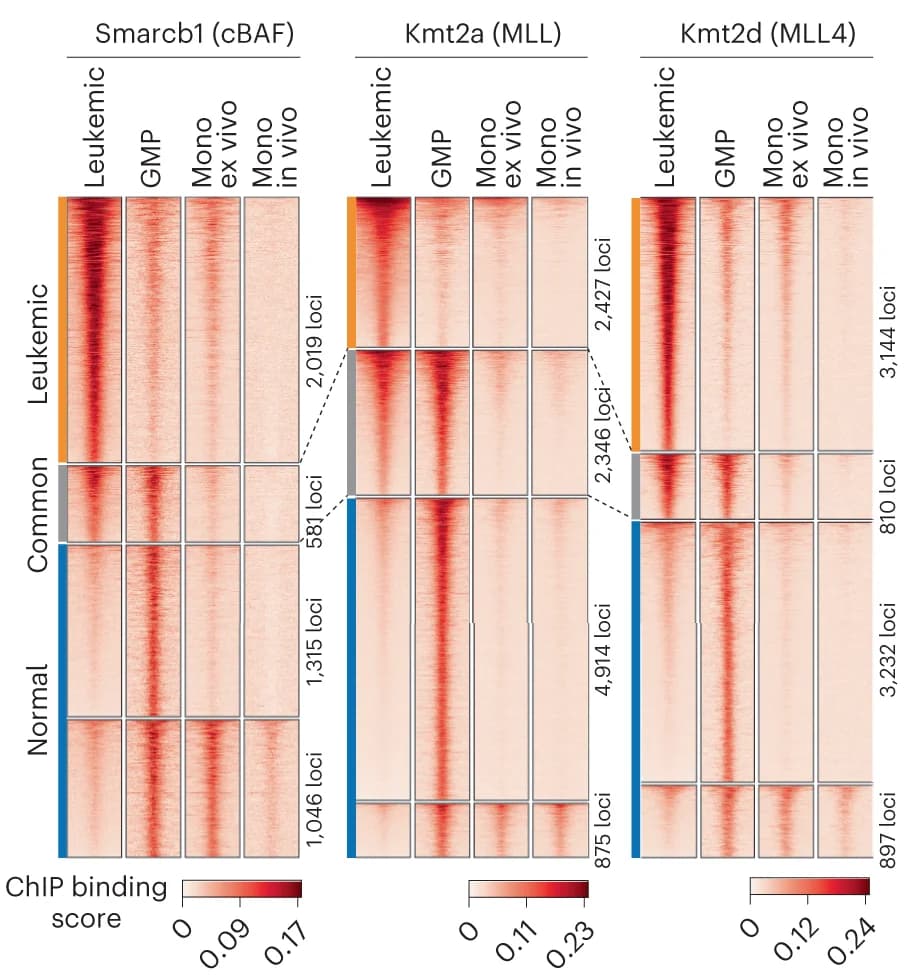 Open access visualization of Heatmap, ChIP-seq, cBAF, MLL, MLL4