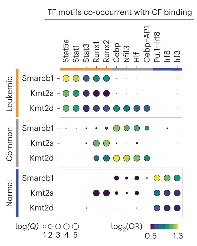 Open access visualization of Bubble Plot, Motif Enrichment Analysis, cBAF, MLL, MLL4
