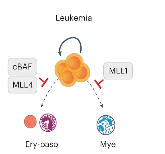Open access visualization of Workflow, Flowchart, Illustration, Chromatin factors, Leukemia