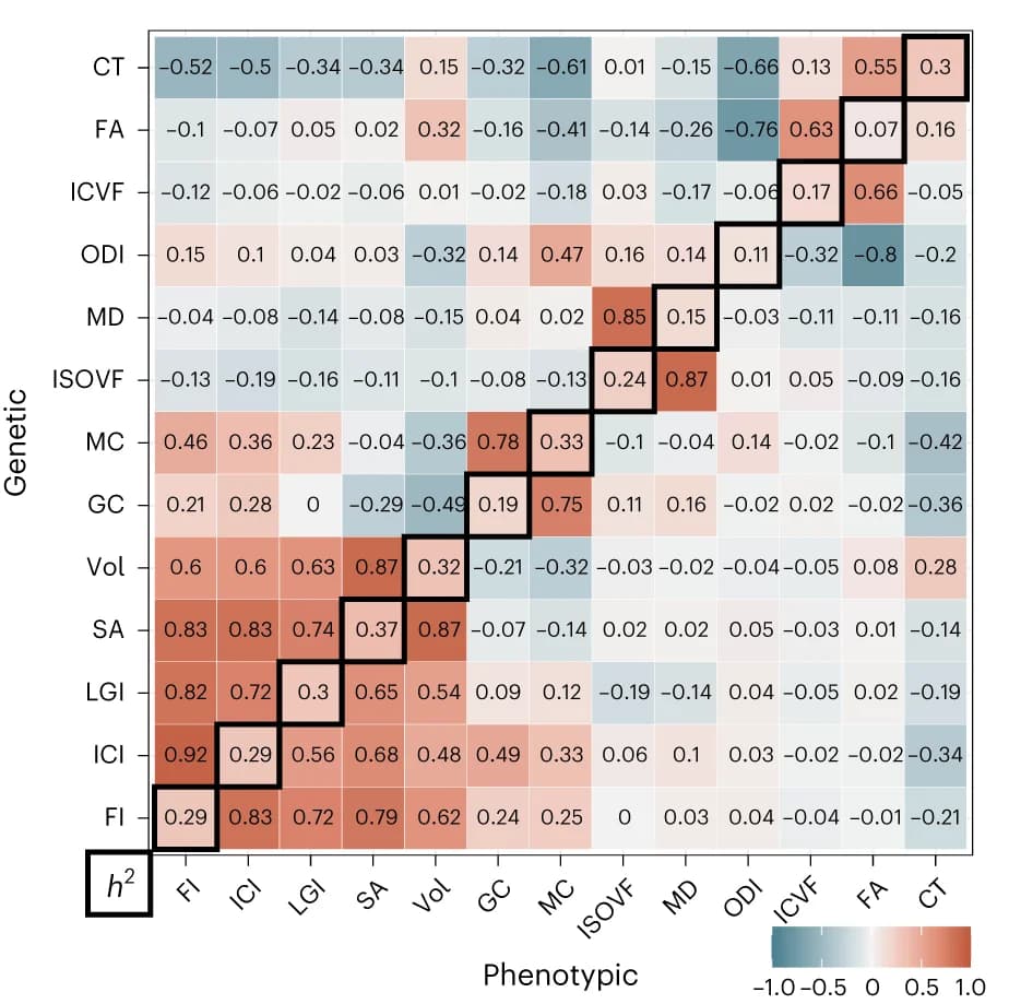 Open access visualization of Heatmap, Phenotypic correlation, Genetic correlation, SNP heritability, Hierarchical clustering