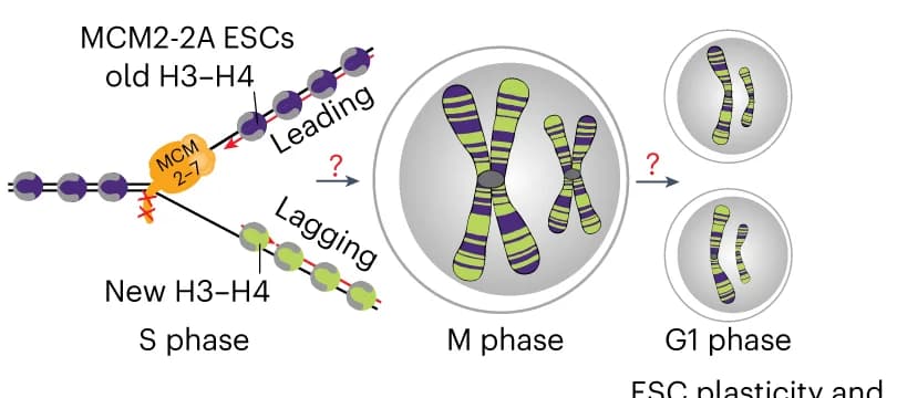 Open access visualization of Workflow, Illustration, Histone Segregation, MCM2-2A ESCs, PTM Inheritance