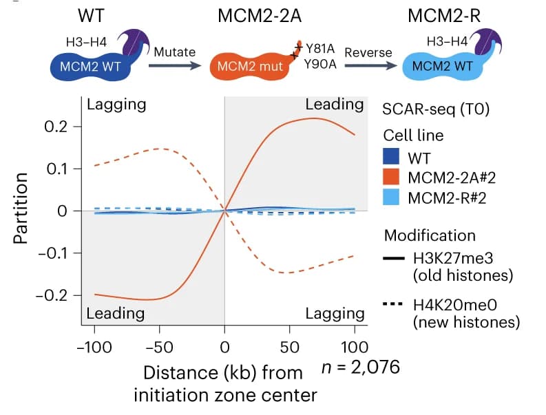 Open access visualization of Line Plot, SCAR-seq, Histone Segregation, MCM2-R Cells