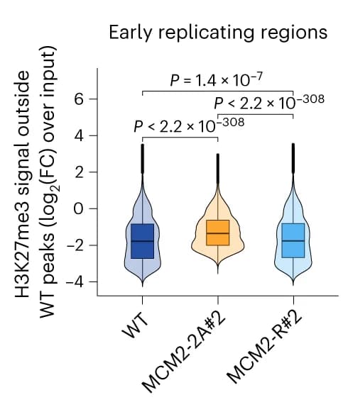Open access visualization of Violin Plot, Box Plot, H3K27me3, WT Peaks, Replicating Regions