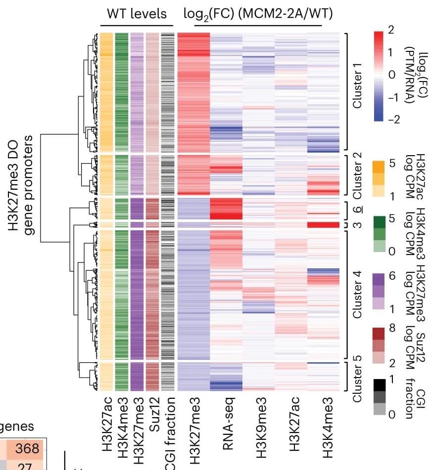 Open access visualization of Heatmap, Clustered, Hierarchical Clustering, H3K27me3, RNA