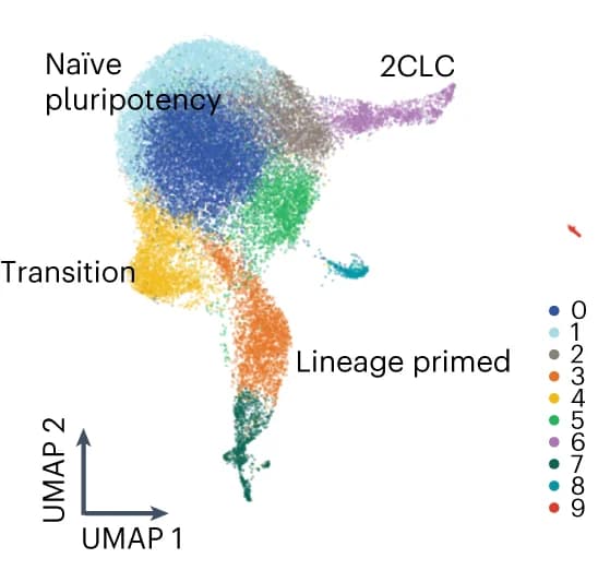 Open access visualization of UMAP, Clustering Analysis, WT Cells, MCM2-2A Cells, MCM2-R Cells