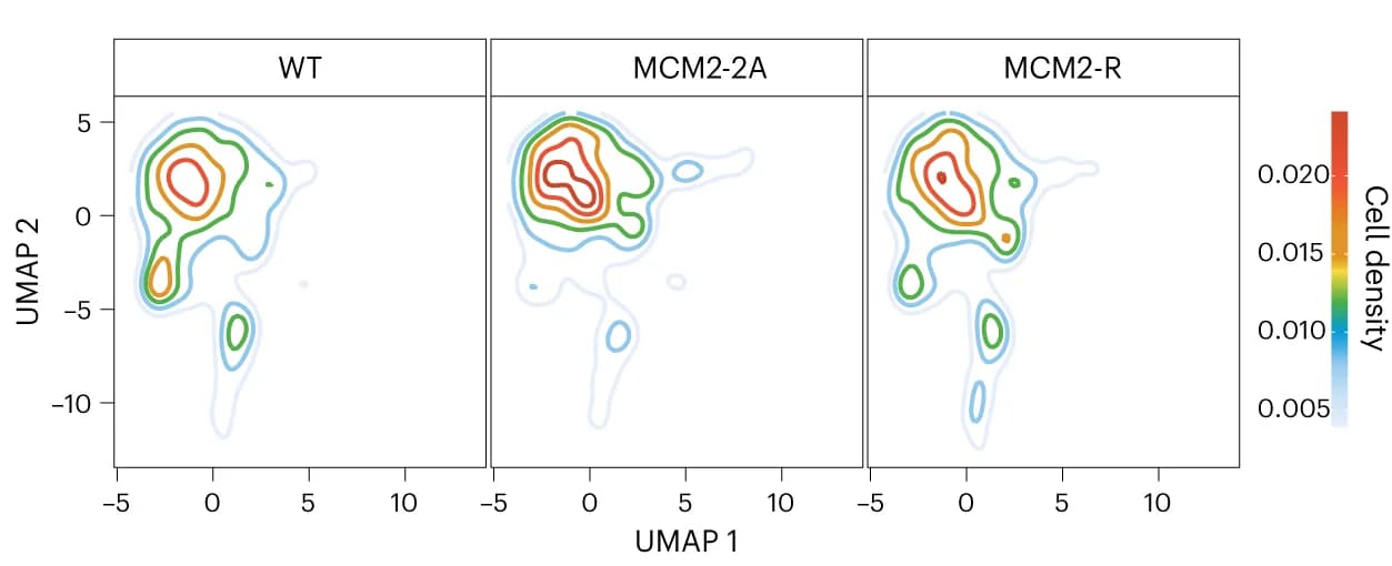 Open access visualization of UMAP, Density Plot, WT Cells, MCM2-2A Cells, MCM2-R Cells