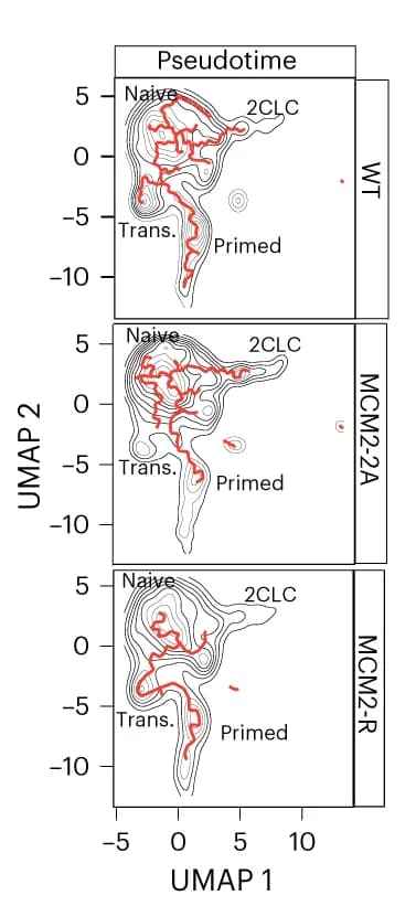 Open access visualization of UMAP, Line Plot, Density Plot, Pseudotime Analysis, Trajectories