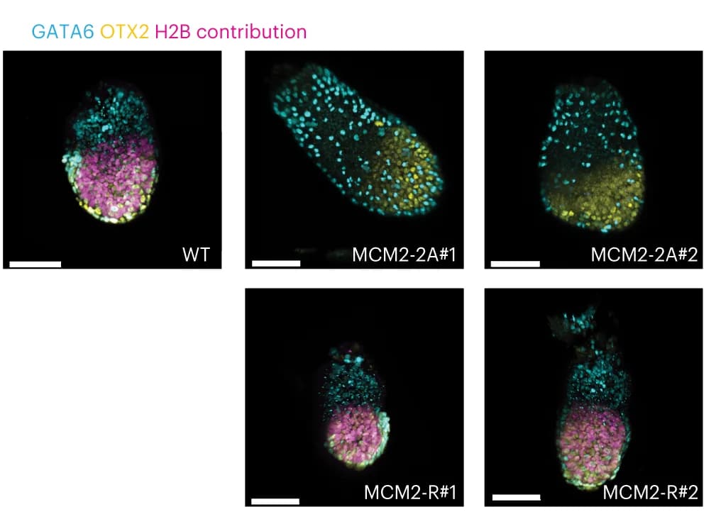 Open access visualization of Microscopy, Immunofluorescence, Chimeric Embryos, Single-Cell Injection, Images