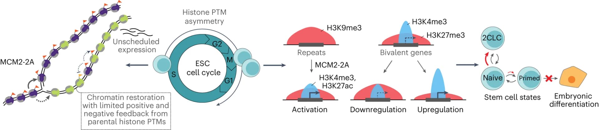 Open access visualization of Workflow, Flowchart, Illustration, MCM2-2A cells, H3-H4 asymmetry