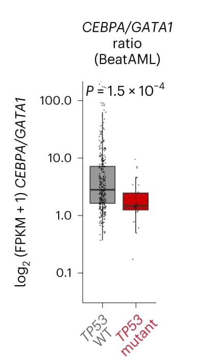 Open access visualization of Box Plot, Scatter Plot, CEBPA/GATA1 Expression Ratio, AML Patients, BeatAML Dataset