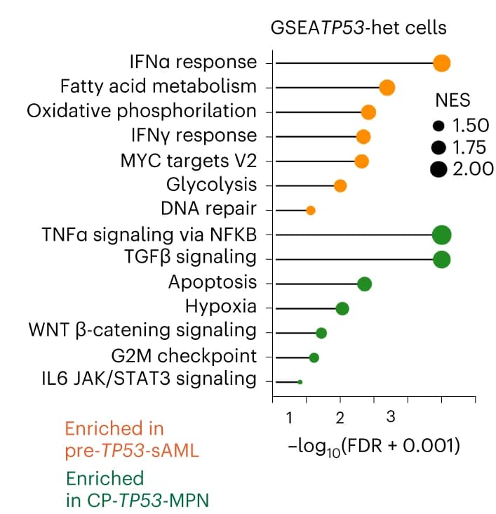 Open access visualization of Bar Plot, GSEA, Differentially Expressed Pathways, TP53-mutant, Heterozygous Cells