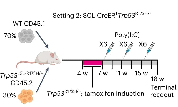 Open access visualization of Workflow, Illustration, Experimental design, Chimera, Poly(I:C)