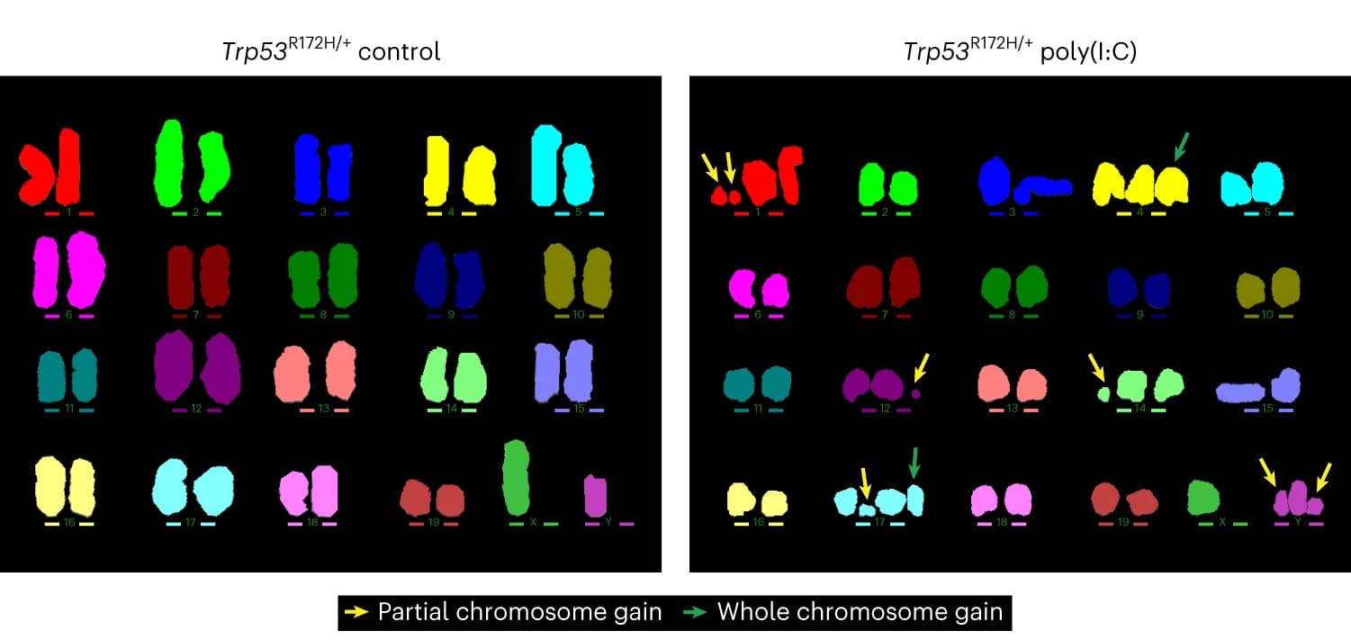 Open access visualization of Microscopy, Karyotype, Trp53 R172H/+ Cell, Control Mice, Poly(I:C) Treated Mice