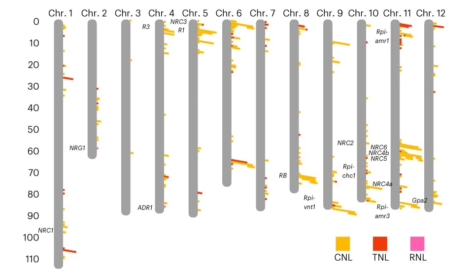 Open access visualization of Bar Plot, NLR genes, CNLs, TNLs, RNLs